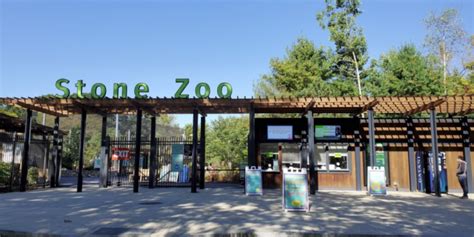 Stone zoo ma - Our Zoos are free to Massachusetts school groups, grades K-12, M-F during the regular school year! We also offer discounts for other groups of 10 or more. Visit Stone Zoo in Stoneham, MA. See a snow leopard, cougar, jaguar, gibbons, otters, and more. 